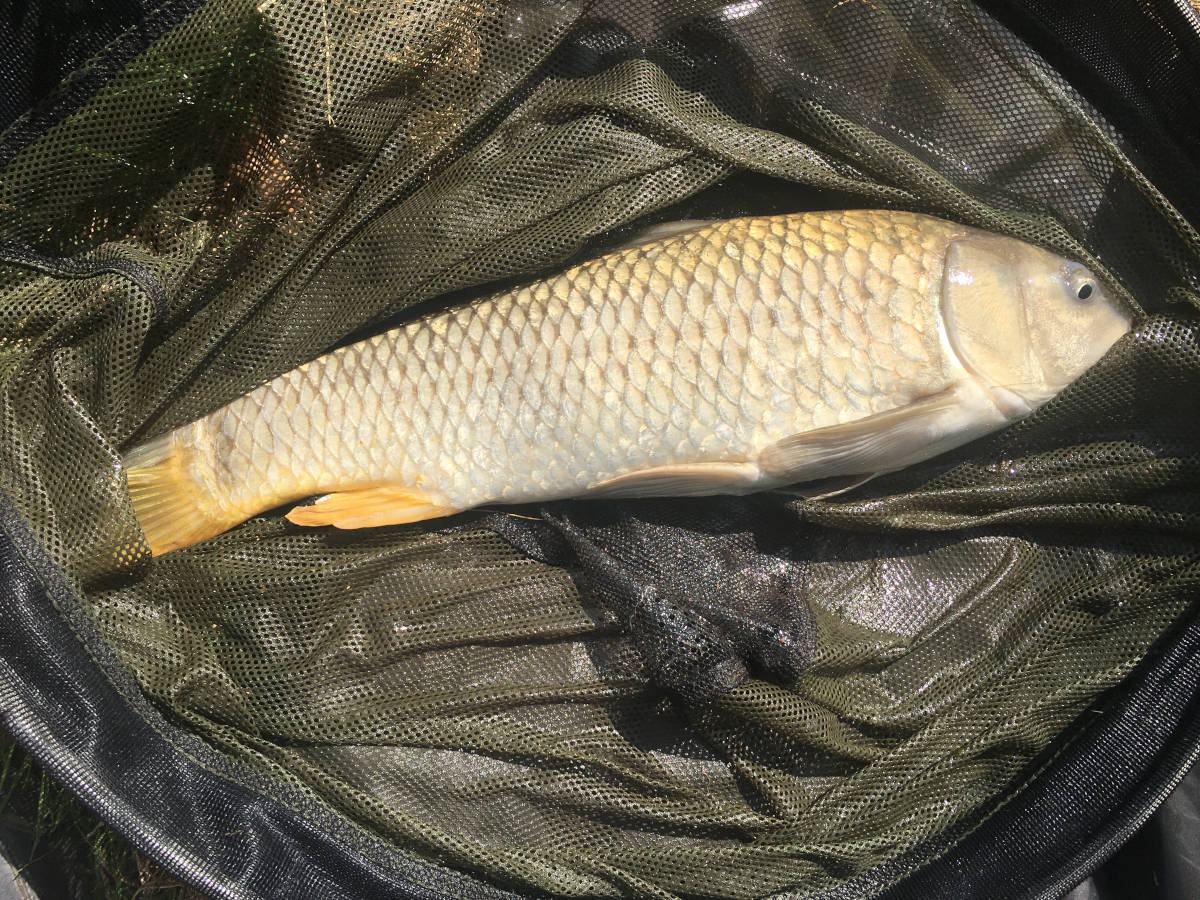 Photo of lake fish in a net