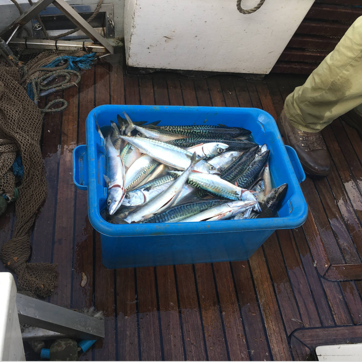 Mackerel caught whilst sea fishing