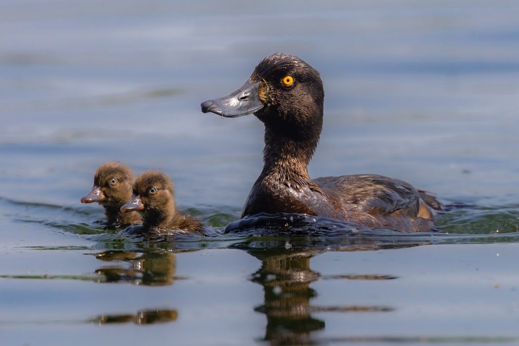 Wonders of Nature - Ducks on a lake.