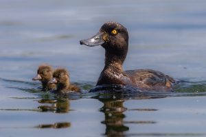 Wonders of Nature - Ducks on a lake.
